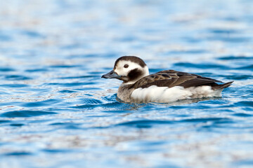 Long-tailed Duck, Clangula hyemali
