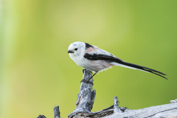 Northern Long-tailed Tit, Aegithalos caudatus caudatus