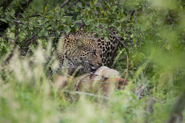 well camouflaged leopard feeding on an impala