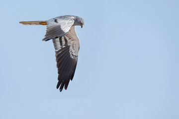 Montagu's Harrier, Circus pygargus