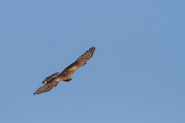 Montagu's Harrier, Circus pygargus