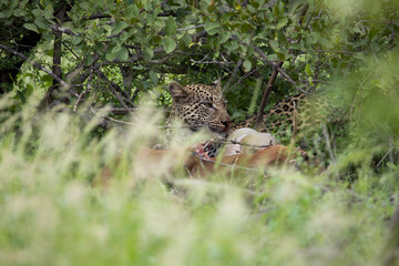 well camouflaged leopard feeding on an impala