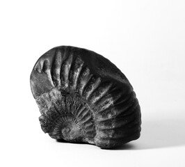 shell on black background