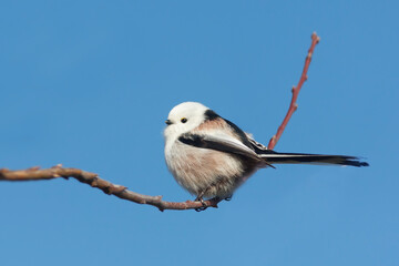 Northern Long-tailed Tit, Aegithalos caudatus caudatus