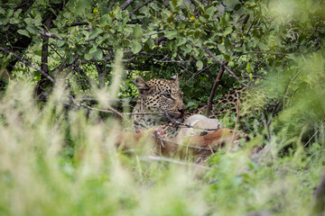 well camouflaged leopard feeding on an impala