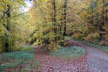 Wege im Herbstwald