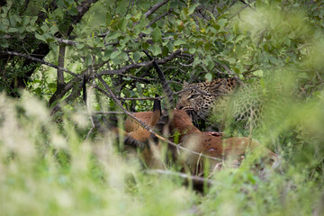 well camouflaged leopard feeding on an impala
