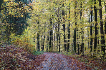 Weg im Herbstwald