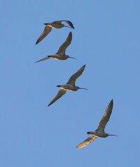 The Eurasian curlew or common curlew (Numenius arquata) is a wader in the large family Scolopacidae.