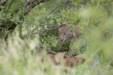 well camouflaged leopard feeding on an impala