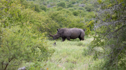 White rhino cow on the move