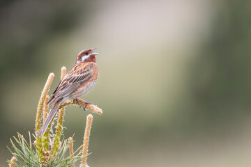 Pine Bunting, Emberiza leucocephalos