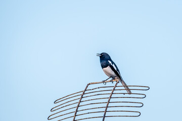 The Eurasian Magpie or Common Magpie or Pica pica is sitting on the antenna with blue sky background.