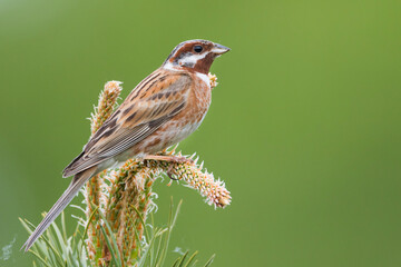 Pine Bunting, Emberiza leucocephalos