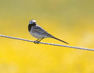 The white wagtail (Motacilla alba) is a small passerine bird in the family Motacillidae, which also includes pipits and longclaws.