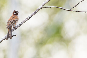 Pine Bunting, Emberiza leucocephalos