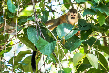 Squirrel monkey, Saimiri oerstedii, sitting on the tree trunk with green leaves, Corcovado NP, Costa Rica. Monkey in the tropic forest vegetation. Wildlife scene from nature. Beautiful cute animal.