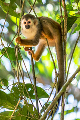 Obraz premium Squirrel monkey, Saimiri oerstedii, sitting on the tree trunk with green leaves, Corcovado NP, Costa Rica. Monkey in the tropic forest vegetation. Wildlife scene from nature. Beautiful cute animal.