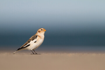 Snow Bunting, Plectrophenax nivalis nivalis