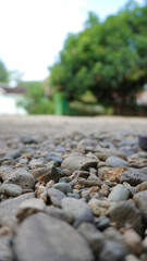 leaves on the ground