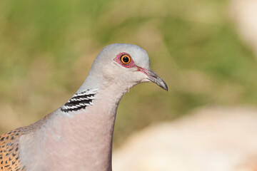 Turtle Dove, Streptopelia turtur turtur