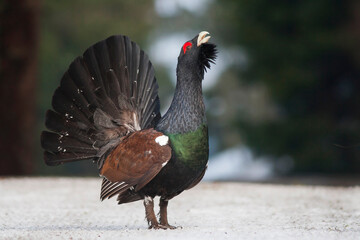Western Capercaillie, Tetrao urogallus crassirostris