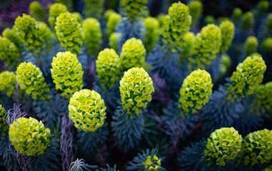 blue and yellow flowers