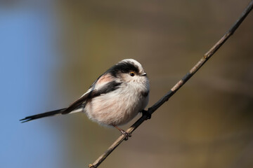 Fototapeta premium Long-tailed Tit, Aegithalos caudatus europaeus