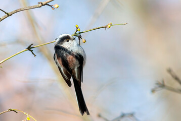 Long-tailed Tit, Aegithalos caudatus europaeus © AGAMI