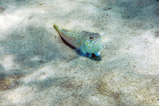 Greater weever on sandy sea floor (Trachinus draco)