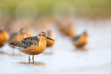 Red Knot, Calidris canutus