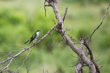 Diederick Cuckoo feeding on a worm