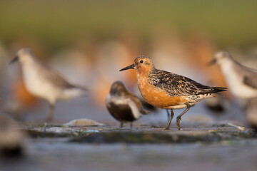 Red Knot, Calidris canutus