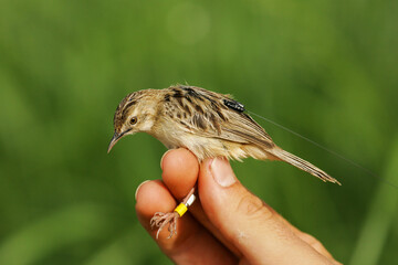 Fan-tailed warbler (Cisticola juncidis) with colour rings and radio transmitter held by ornithologist and bird ringer for scientific bird ringing and bird telemetry project, Andalusia, Spain - obrazy, fototapety, plakaty