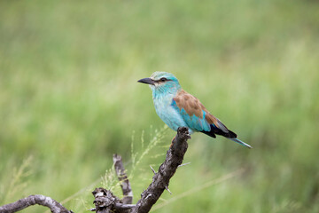 European roller perched on a branch