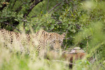 leopard feeding on an impala