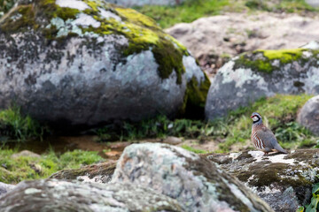 Red-legged Partridge, Alectoris rufa hispanica