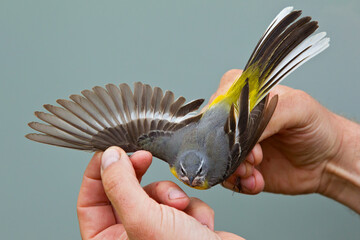 Grey Wagtail (Motacilla cinerea) held by ornithologist and bird ringer for scientific bird ringing,...