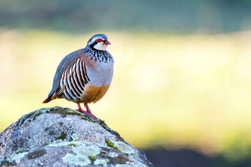 Red-legged Partridge, Alectoris rufa hispanica