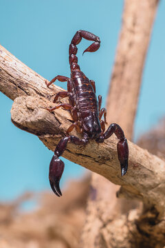 mini escorpion 1