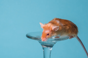 raton satinado dorado y blanco