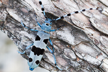 Alpine Longhorn Beetle, Rosalia alpina