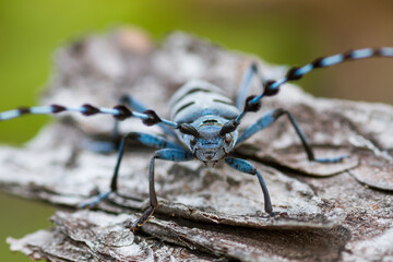 Alpine Longhorn Beetle, Rosalia alpina