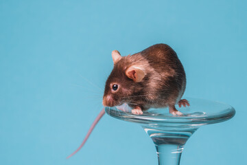 raton satinado cafe 1