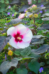 Pink flower in a garden in Luisenpark in Mannheim, Germany on a summer day.