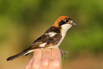 Woodchat Shrike (Lanius senator) held by ornithologist and bird ringer for scientific bird ringing, Lleida, Spain