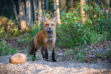 Wild Red Fox in Yukon, Canada