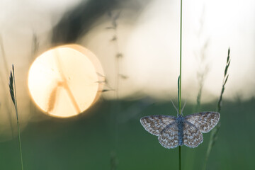 Lewes Wave, Scopula immorata © AGAMI