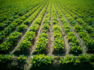 Vegetable massive rows growing in the field