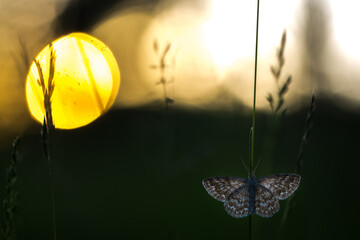 Lewes Wave, Scopula immorata © AGAMI